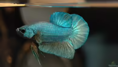 Kurzflossige Plakat-Kampffische: Ein Farbspektakel im Aquarium