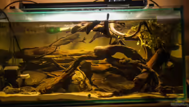 L 201 von Cichlid Power