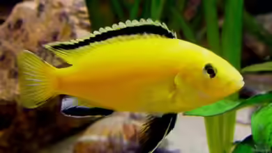 Labidochromis caeruleus im Aquarium halten