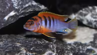 Labidochromis hongi im Aquarium halten