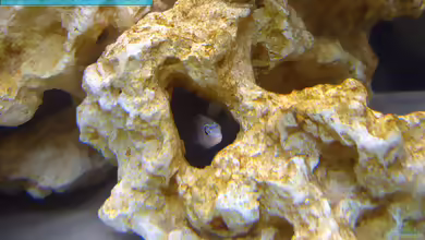 Labidochromis joanjohnsonae im Aquarium halten