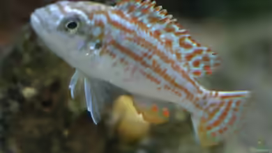 Labidochromis joanjohnsonae im Aquarium halten