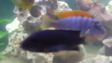 Labidochromis maculicauda im Aquarium halten
