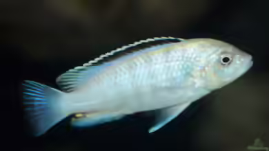 Labidochromis nkali im Aquarium halten