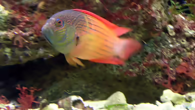 Labracinus cyclophthalmus im Aquarium halten