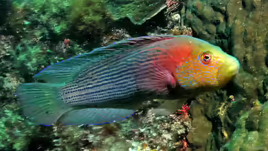 Labracinus lineatus im Aquarium halten