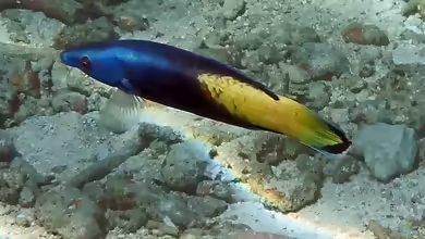 Labroides bicolor im Aquarium halten