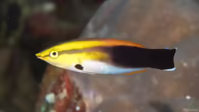 Labroides pectoralis im Aquarium halten