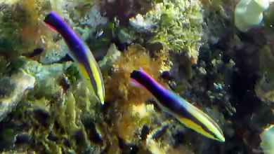 Labroides phthirophagus im Aquarium halten