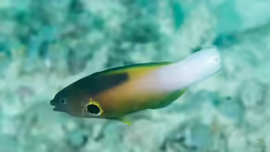 Labropsis alleni im Aquarium halten