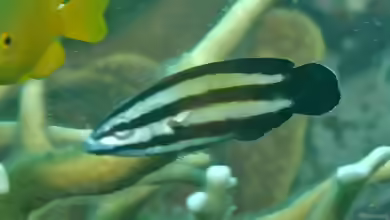 Labropsis australis im Aquarium halten