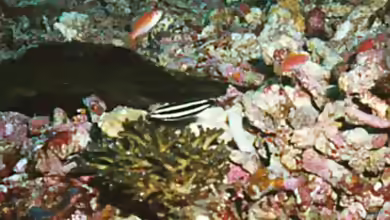 Labropsis manabei im Aquarium halten