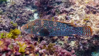 Labrus bergylta im Aquarium halten