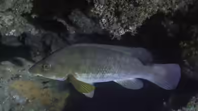 Labrus viridis im Aquarium halten