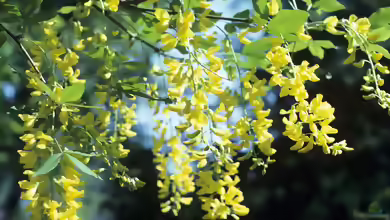 Laburnum alpinum im Garten pflanzen