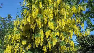 Laburnum anagyroides im Garten pflanzen