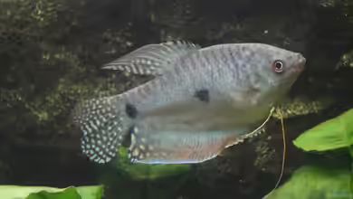 Labyrinthfische im Aquarium halten