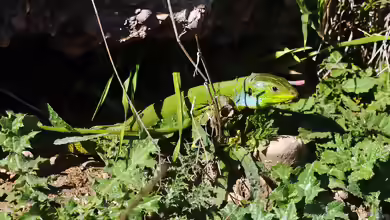 Lacerta media im Terrarium halten