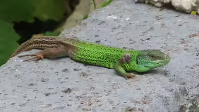 Lacerta strigata im Terrarium halten
