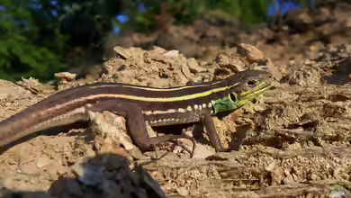 Lacerta trilineata im Terrarium halten