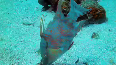 Lachnolaimus maximus im Aquarium halten