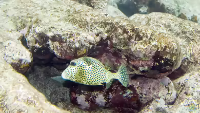 Lactophrys bicaudalis im Aquarium halten