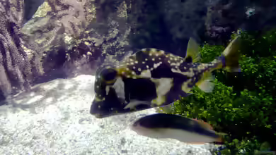 Lactophrys trigonus im Aquarium halten