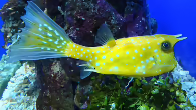 Lactoria cornuta im Aquarium halten