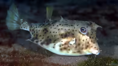 Lactoria diaphana im Aquarium halten