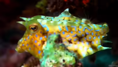 Lactoria fornasini im Aquarium halten
