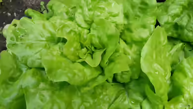 Lactuca sativa im Garten pflanzen