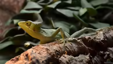 Laemanctus longipes im Terrarium halten