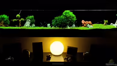 Längstes Wandaquarium.. ;-) von Maik A.