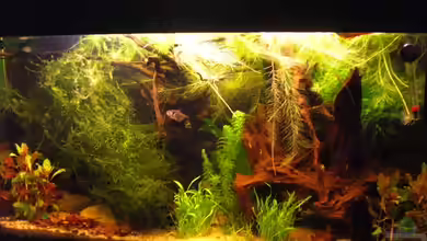 Laetacara Domizil von Sebastian Ogorek