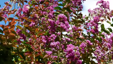 Lagerstroemia indica im Garten pflanzen