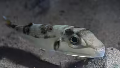 Lagocephalus sceleratus im Aquarium halten