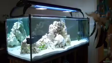 LaikMe Tank von LaikMe