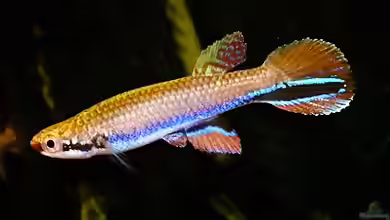 Laimosemion xiphidius im Aquarium halten