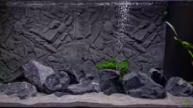 Lake Malawi Aquarium von v1per