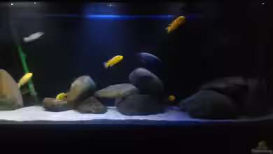 Lake Malawi Tank von Cichlidenfan