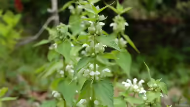 Lamium album im Garten pflanzen