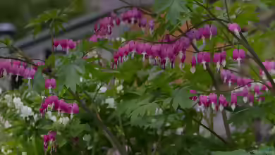 Lamprocapnos spectabilis im Garten pflanzen