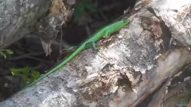 Lamprolepis smaragdina im Terrarium halten