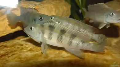Lamprologus congoensis im Aquarium halten