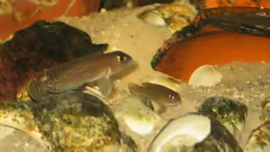 Lamprologus ornatipinnis im Aquarien halten