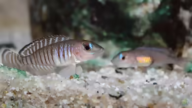 Lamprologus signatus im Aquarien halten