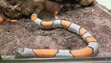 Lampropeltis alterna blairi im Terrarium halten