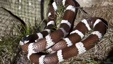 Lampropeltis getula californiae im Terrarium halten