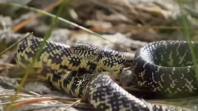 Lampropeltis getula floridana im Terrarium halten