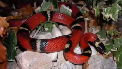 Lampropeltis polyzona sinaloae im Terrarium halten